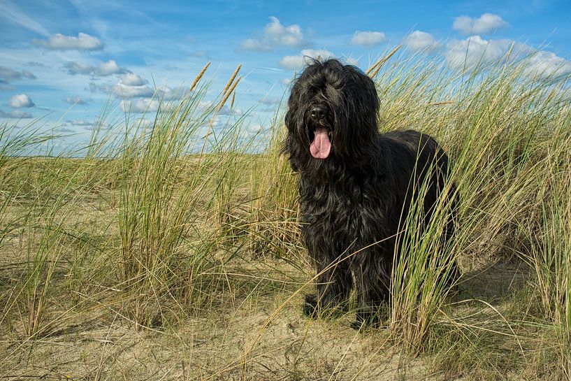 Dog black Briard dunes by Rene du Chatenier