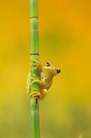 geel