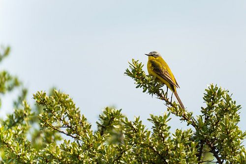 Gele kwikstaart op groene tak
