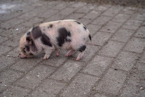 Mini biggetje bij zijn eerste uittocht op de boerderij.