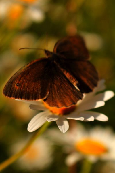 Vlinder bezoekt margriet van Assia Hiemstra