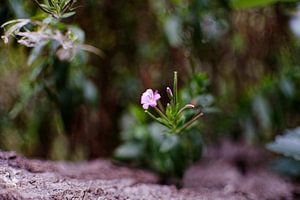 Flowers van Dawid Baniowski