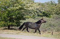 Wilde paarden