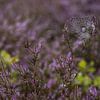 Toile d'araignée dans la lande en fleurs sur Holger W. Spieker