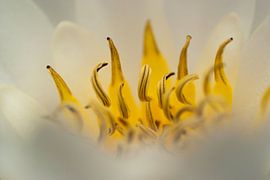 queen of the pond (Close-up van het hart van een witte waterlelie) van Birgitte Bergman