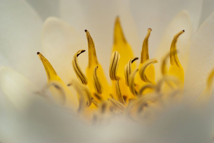 queen of the pond (Close-up of the heart of a white water lily) by Birgitte Bergman
