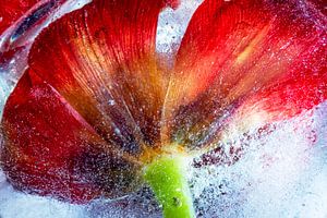 Tulipe congelée