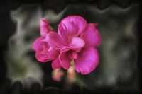 Blüte der Geranie