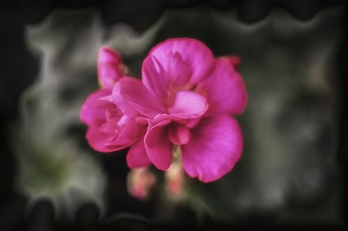 Blüte der Geranie