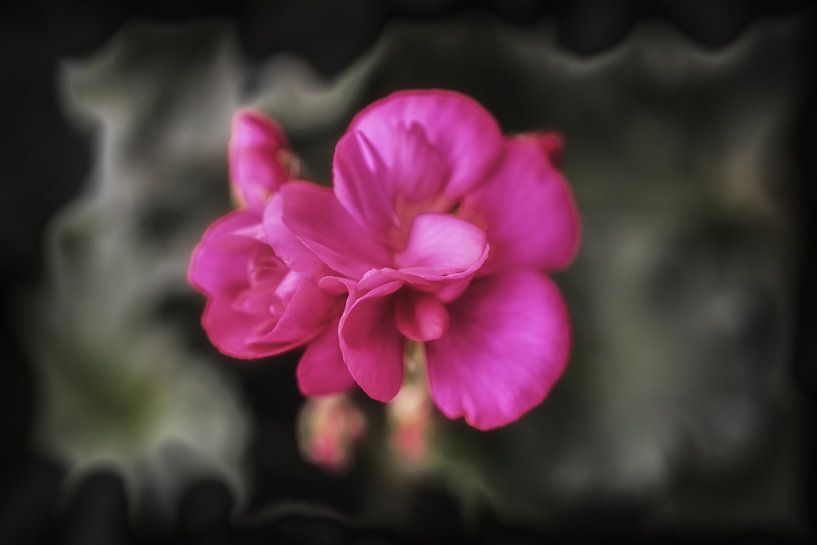 Flower of geranium by René Ouderling