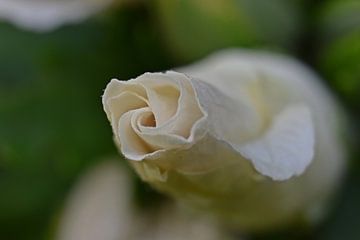 Close-up of a white flower