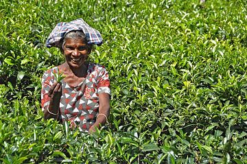 Tea picker Sri Lanka by Frans van Huizen