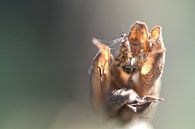 L'araignée croisée par Erik Reijnders Aperçu