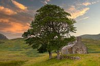 Old shed in the beautiful countryside of Scotland by Joke Absen thumbnail