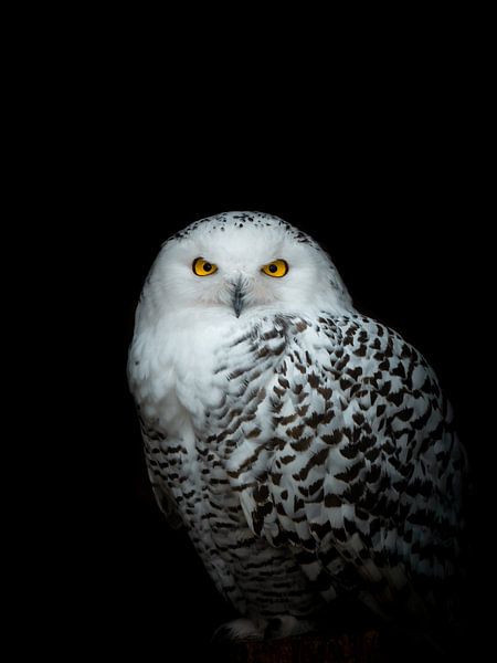 Majestic Owl by Hello Pompoyo