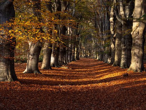 Bomenlaan in herfstkleuren
