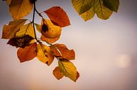 Bunte Blätter im Herbst von Jayzon Photo Miniaturansicht