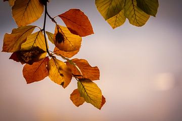 Feuilles colorées en automne sur Jayzon Photo