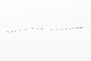 Barnacle geese in formation by Ronald Buitendijk Fotografie