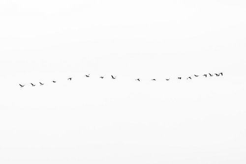 Barnacle geese in formation