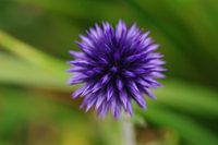 Macro flower