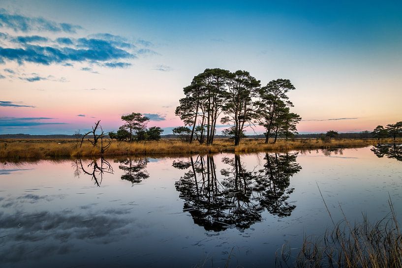 Les arbres de Kraloo. par Anneke Hooijer