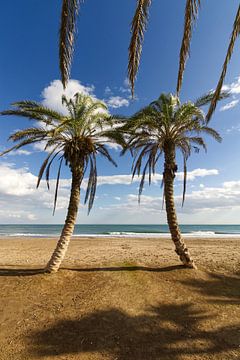 Palms on the beach, Malaga by Caught By Light