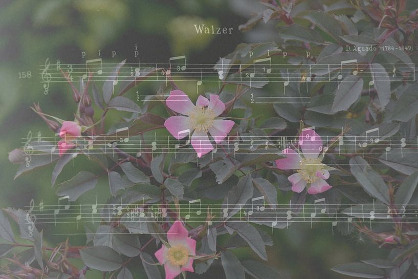 Roses waltz by Christine Nöhmeier