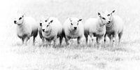 Schapen op Texel