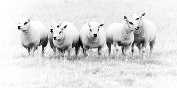 Schafe auf Texel von Margo Schoote