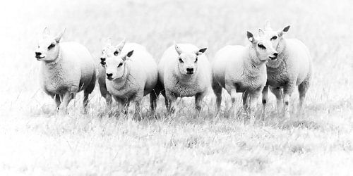 Schafe auf Texel von Margo Schoote