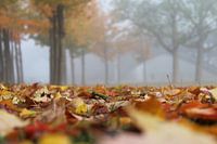 Herfst landschap