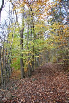Herbstwald bei Bad Neustadt mit Premiumwanderweg