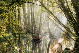 Warandewald mit Sonnenlicht und Wasser von Art By Light Photography