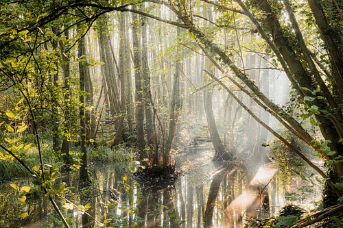 Warande forest with sunlight and water