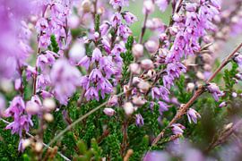Purple flowers by Yannick uit den Boogaard