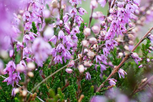 Fleurs violettes