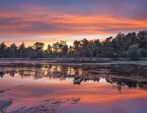 Heather met rode en turquoise zonsondergang weerspiegeld in een vijver