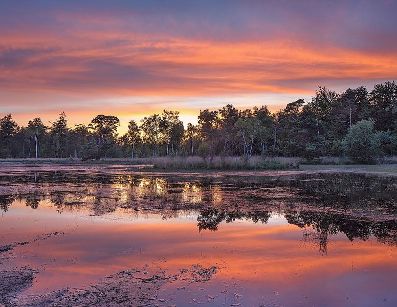 Heather with red and turquoise sunset reflected in a pond  by Tony Vingerhoets