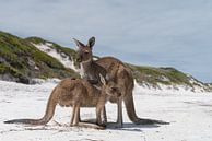 Kängurus, Lucky Bay, Cape Le Grand National Park, Westaustralien von Alexander Ludwig Miniaturansicht