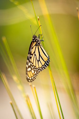 Vlinder aan grasstengel