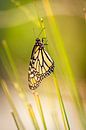Vlinder aan grasstengel van Lieke van Grinsven van Aarle thumbnail