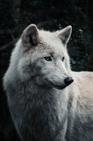 Regard Raffiné d'un Loup Blanc