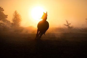 Galopperend paard in ochtendmist van Shirley van Lieshout
