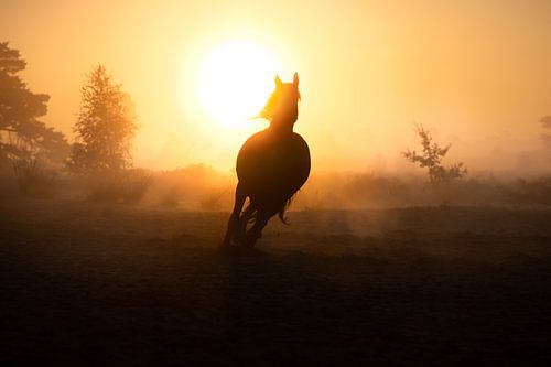 Cheval au galop dans la brume du matin