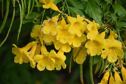 Een boom in bloei in het park
