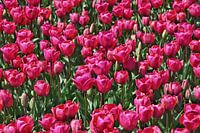 Roze tulpen in volle bloei.