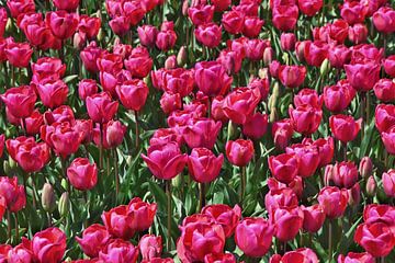 Roze tulpen in volle bloei. van Corine Dekker