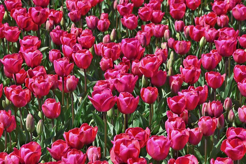 Roze tulpen in volle bloei. van Corine Dekker