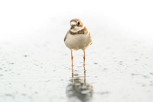 Spiegelbeeld in Stilte Strandloper Reflectie Amerikaanse Bontbekplevier vogel